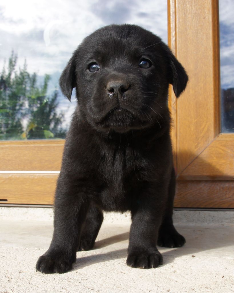 Des Assards De Pierregourde - Chiot disponible  - Labrador Retriever