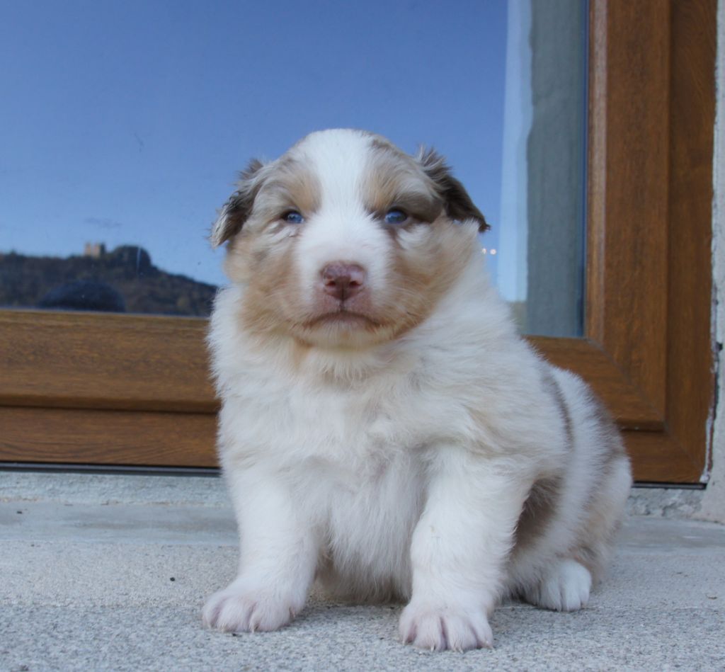 Des Assards De Pierregourde - Chiot disponible  - Berger Australien