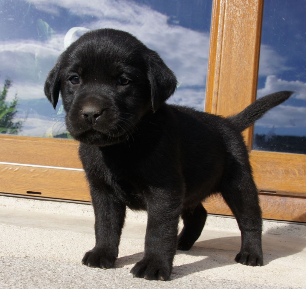 Des Assards De Pierregourde - Chiot disponible  - Labrador Retriever