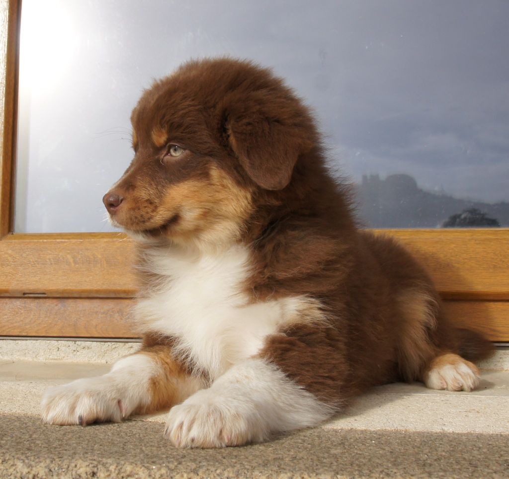 chiot Berger Australien Des Assards De Pierregourde