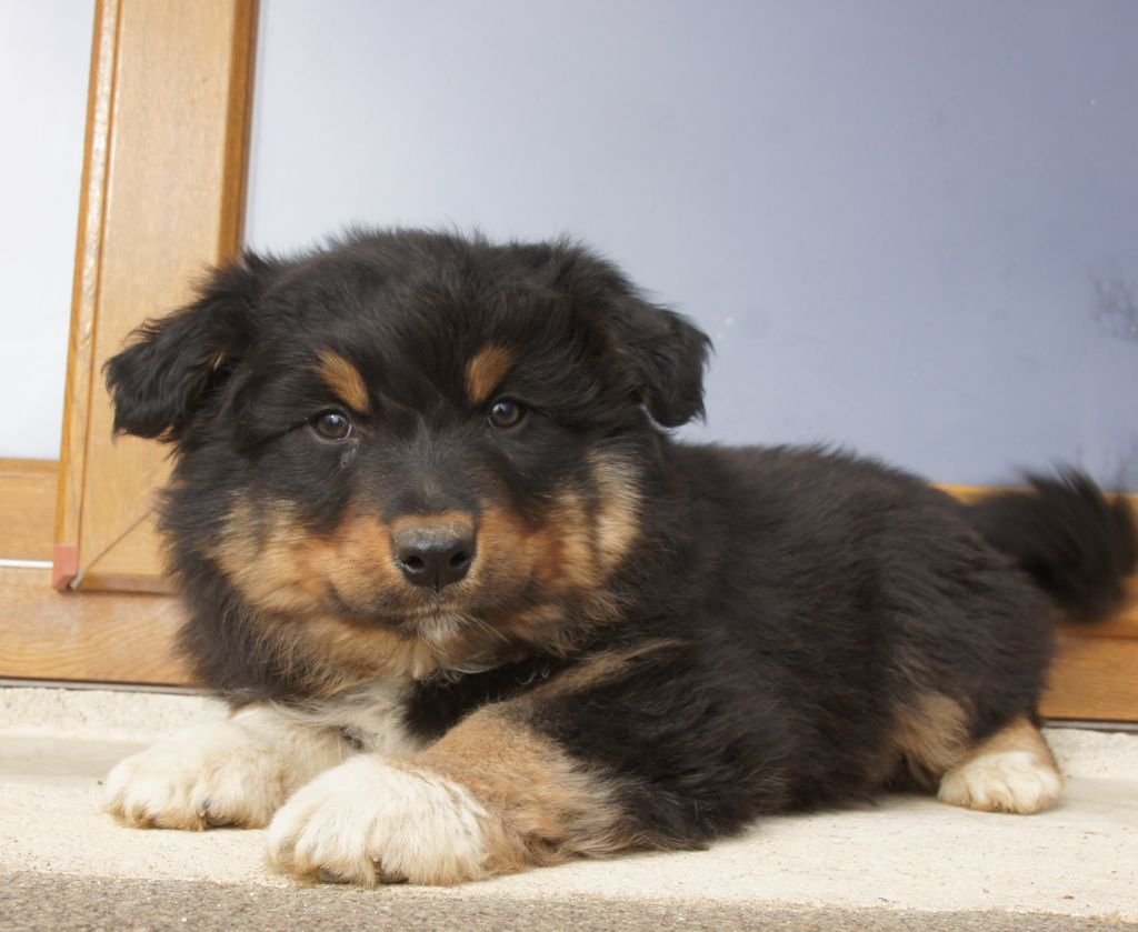 chiot Berger Australien Des Assards De Pierregourde