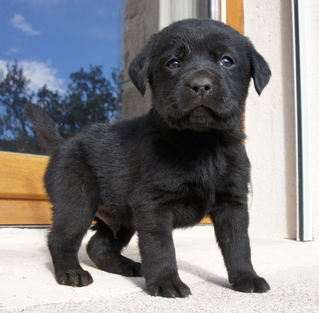 Des Assards De Pierregourde - Chiot disponible  - Labrador Retriever