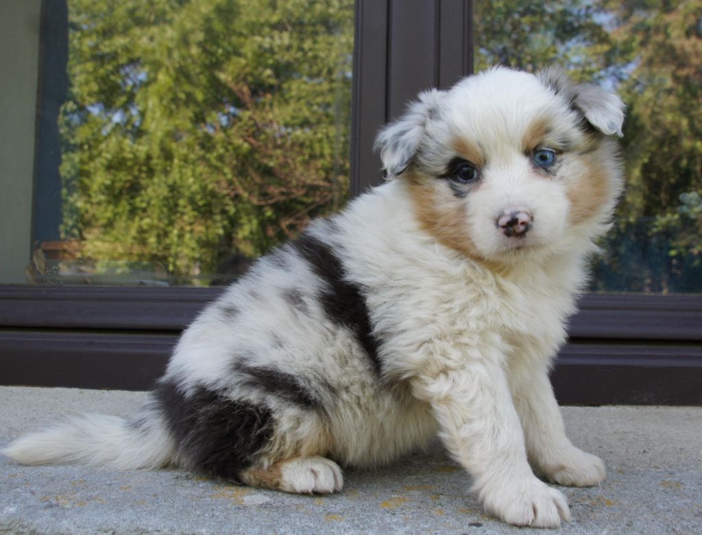 Des Assards De Pierregourde - Chiots disponibles - Berger Australien