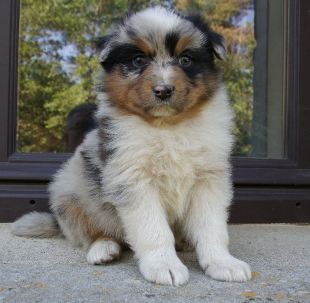 Des Assards De Pierregourde - Chiots disponibles - Berger Australien