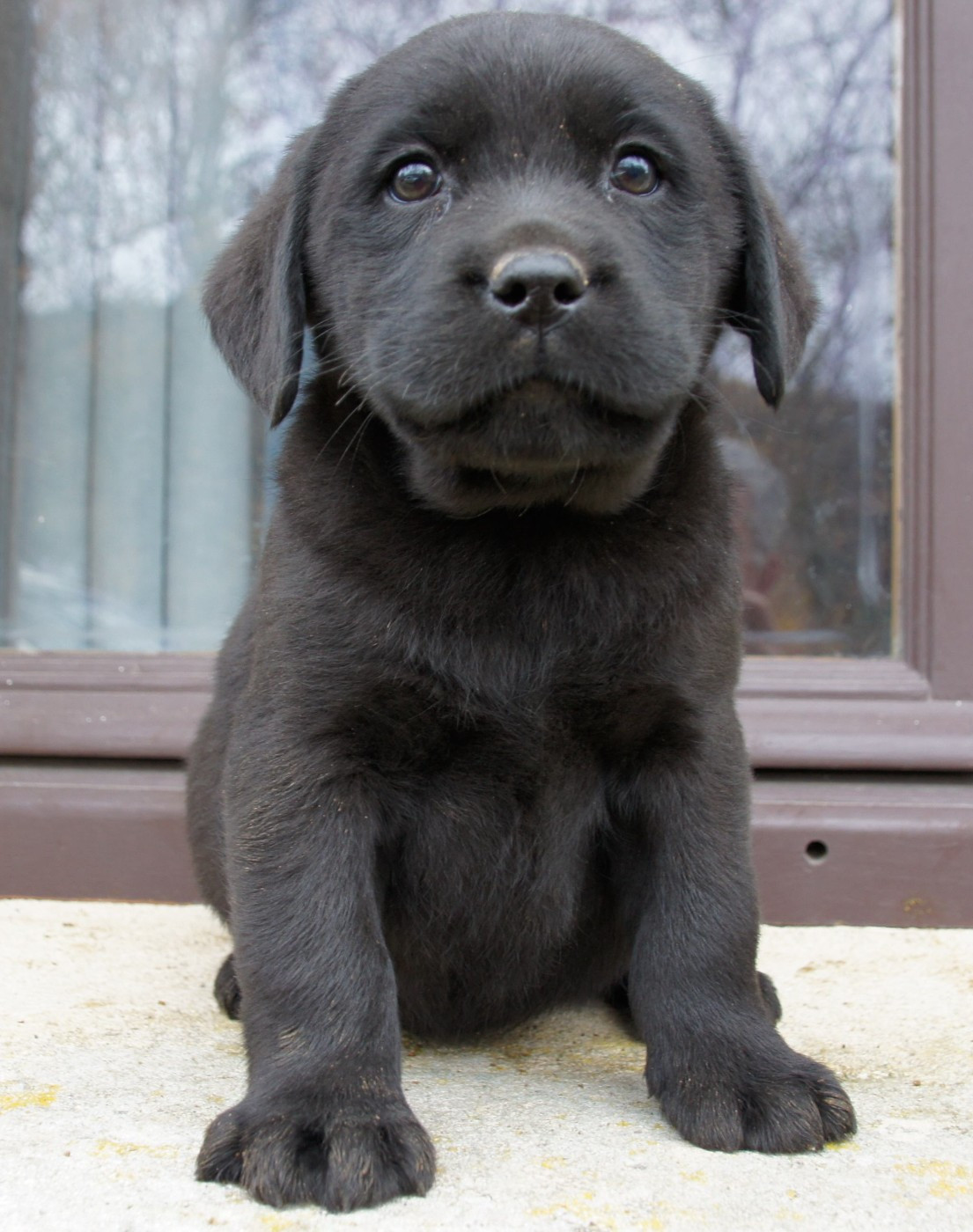 Des Assards De Pierregourde - Chiots disponibles - Labrador Retriever