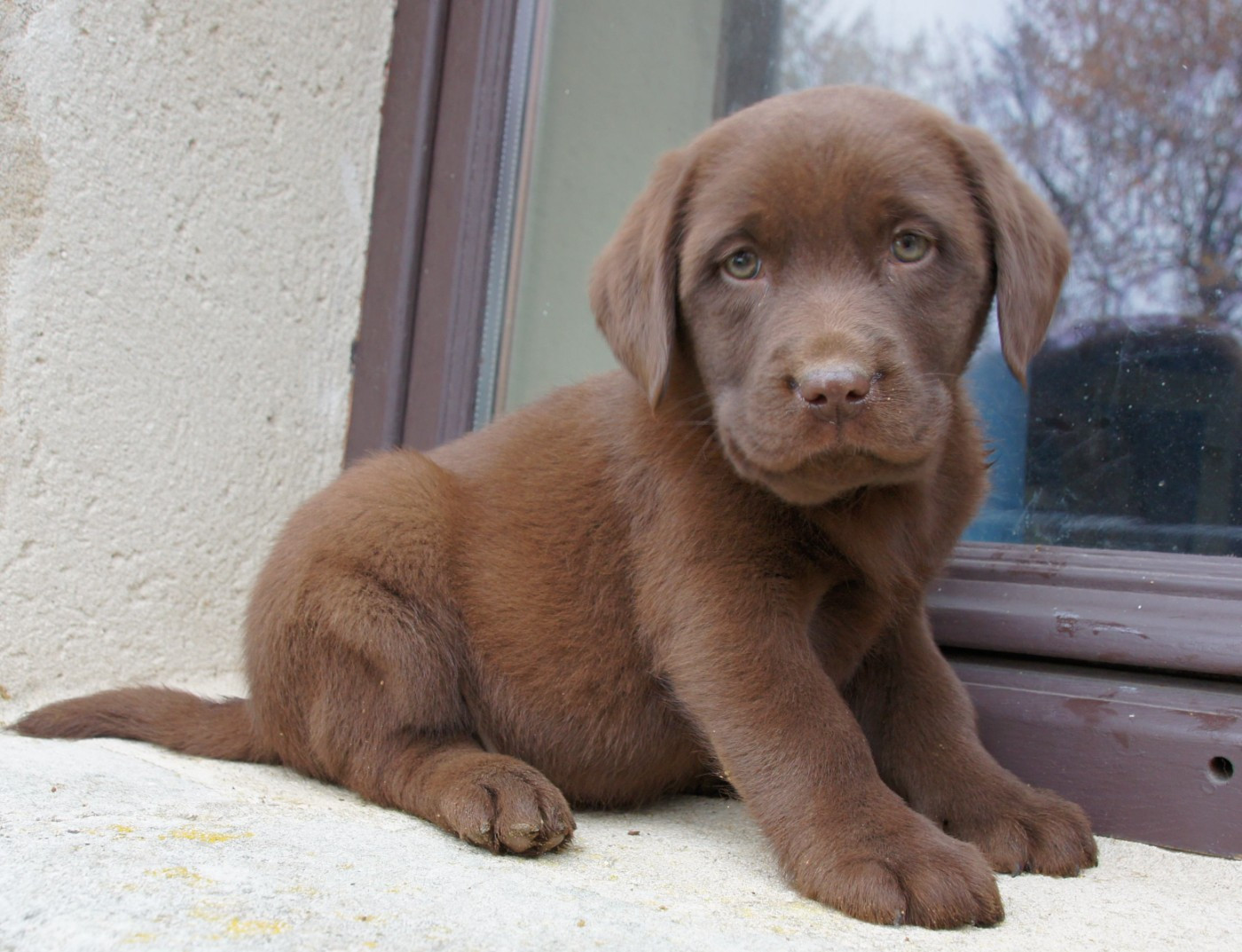 Des Assards De Pierregourde - Chiots disponibles - Labrador Retriever