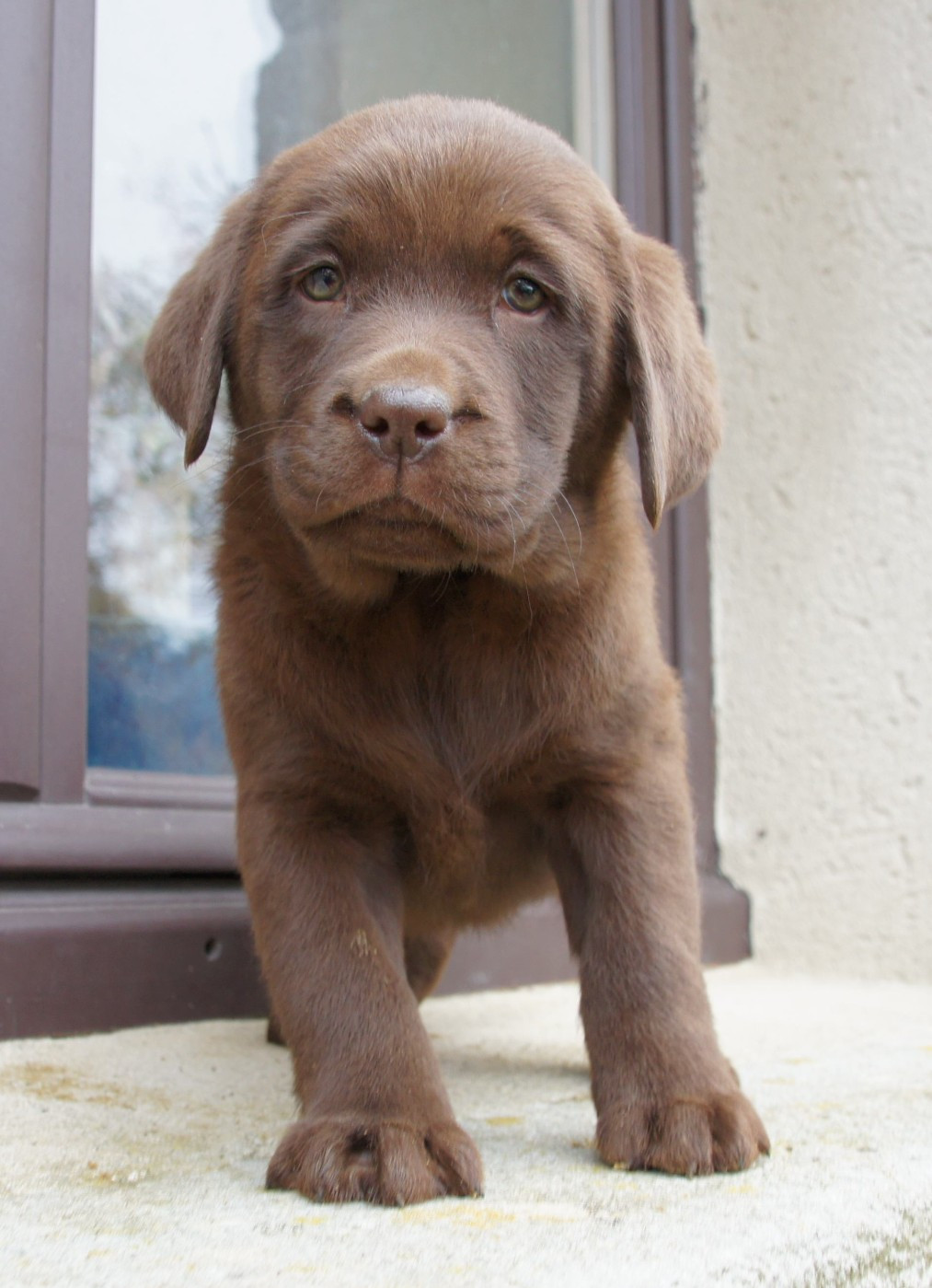 Des Assards De Pierregourde - Chiots disponibles - Labrador Retriever