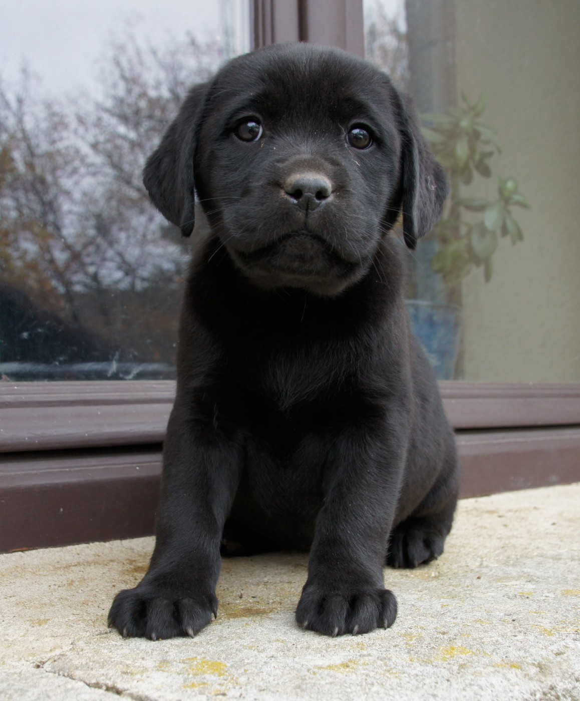 Des Assards De Pierregourde - Chiots disponibles - Labrador Retriever