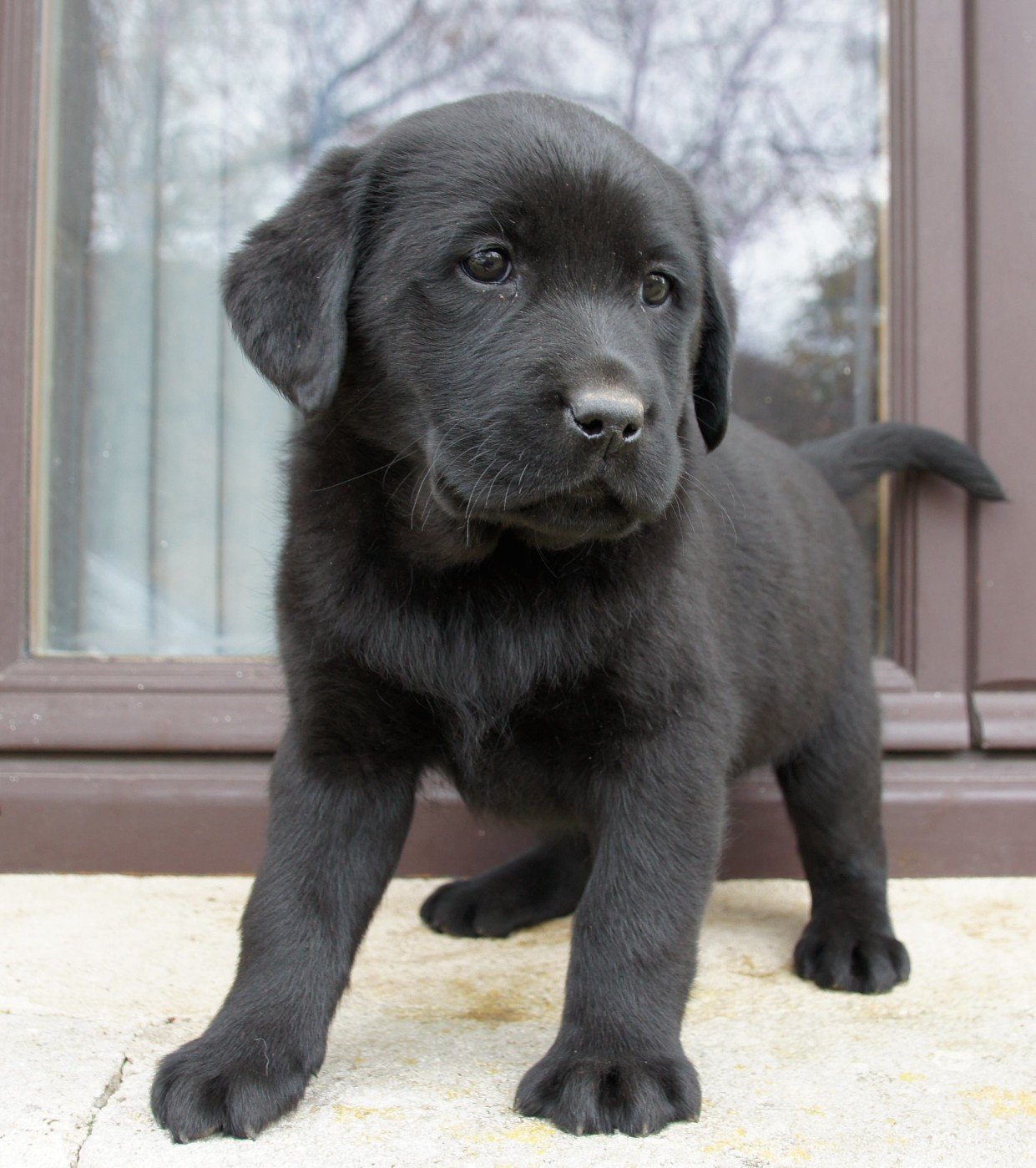 Des Assards De Pierregourde - Chiots disponibles - Labrador Retriever