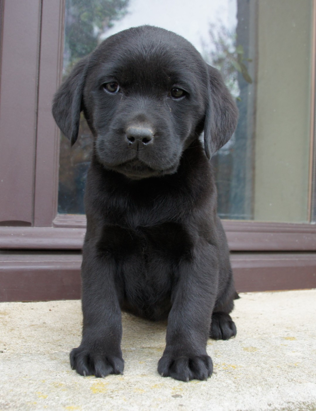 Des Assards De Pierregourde - Chiots disponibles - Labrador Retriever
