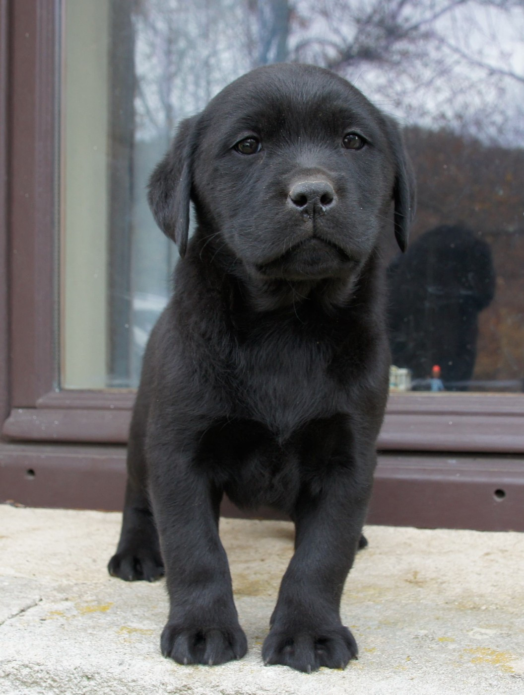 Des Assards De Pierregourde - Chiots disponibles - Labrador Retriever