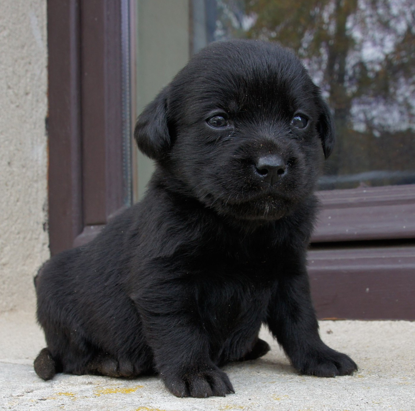 Des Assards De Pierregourde - Chiots disponibles - Labrador Retriever