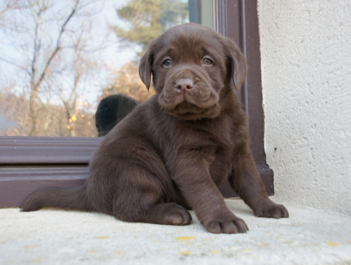 Des Assards De Pierregourde - Chiots disponibles - Labrador Retriever