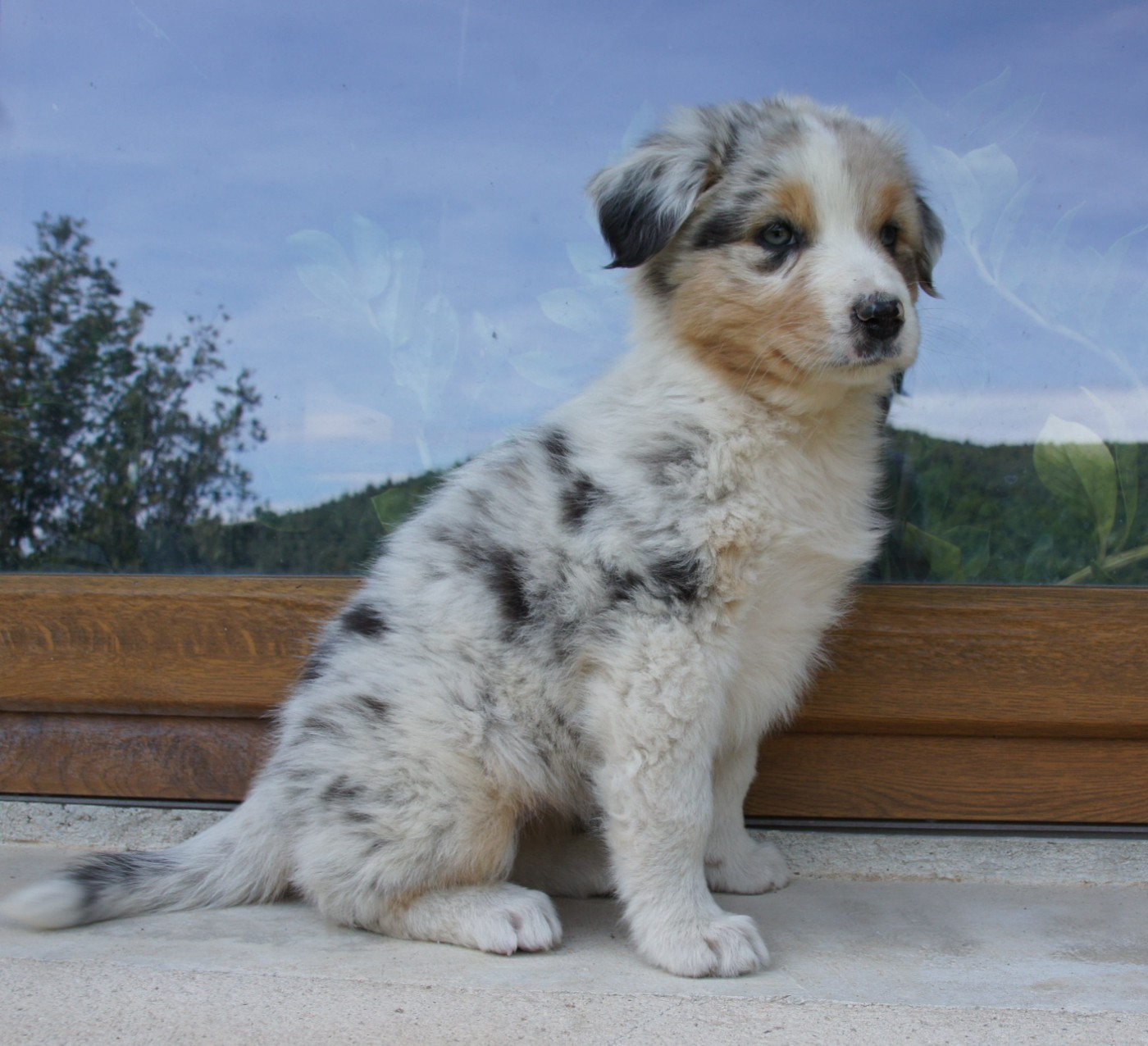 Des Assards De Pierregourde - Chiots disponibles - Berger Australien