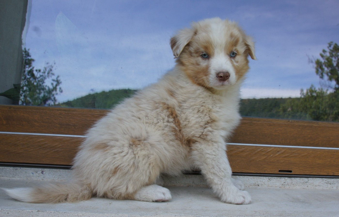 Des Assards De Pierregourde - Chiots disponibles - Berger Australien