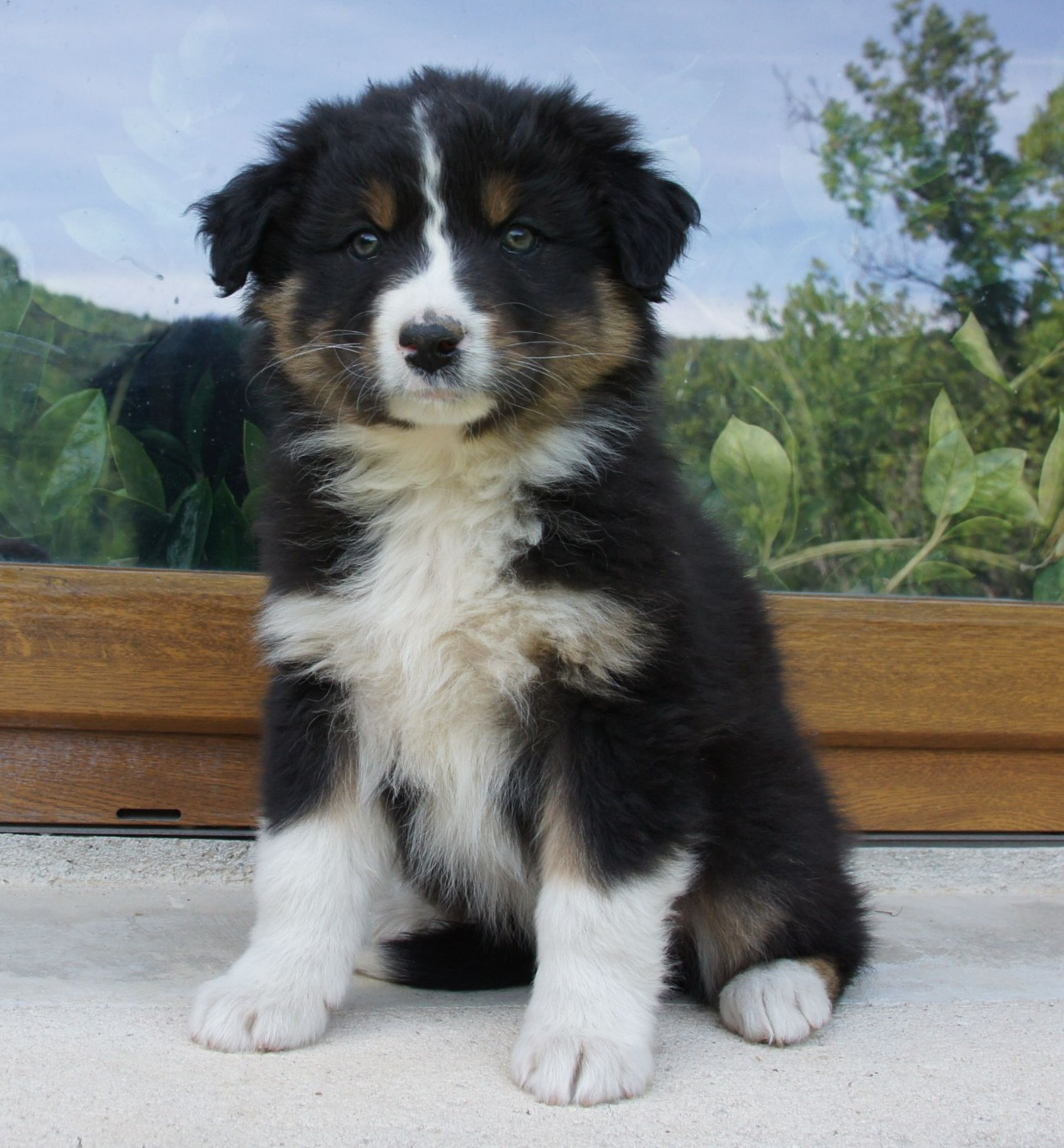 Des Assards De Pierregourde - Chiots disponibles - Berger Australien