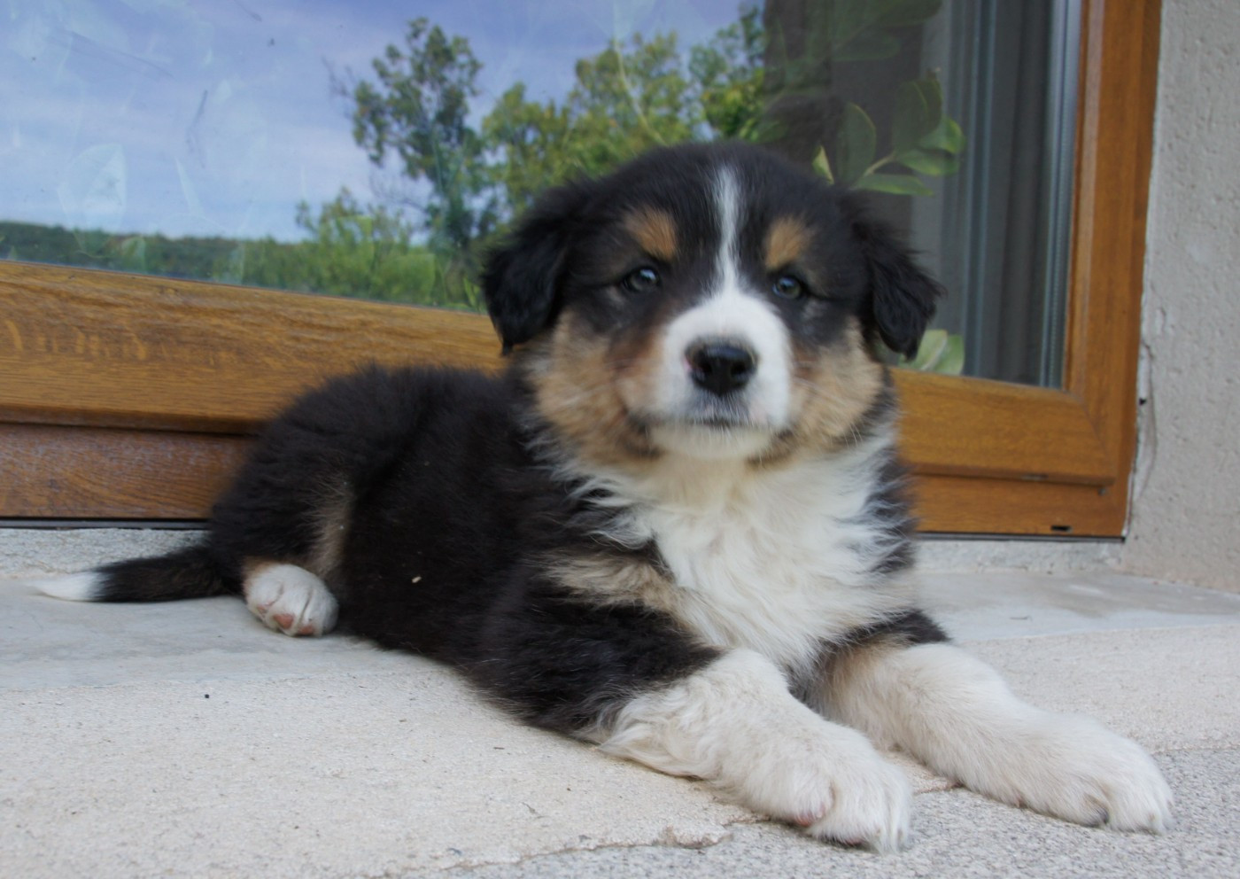 Des Assards De Pierregourde - Chiots disponibles - Berger Australien