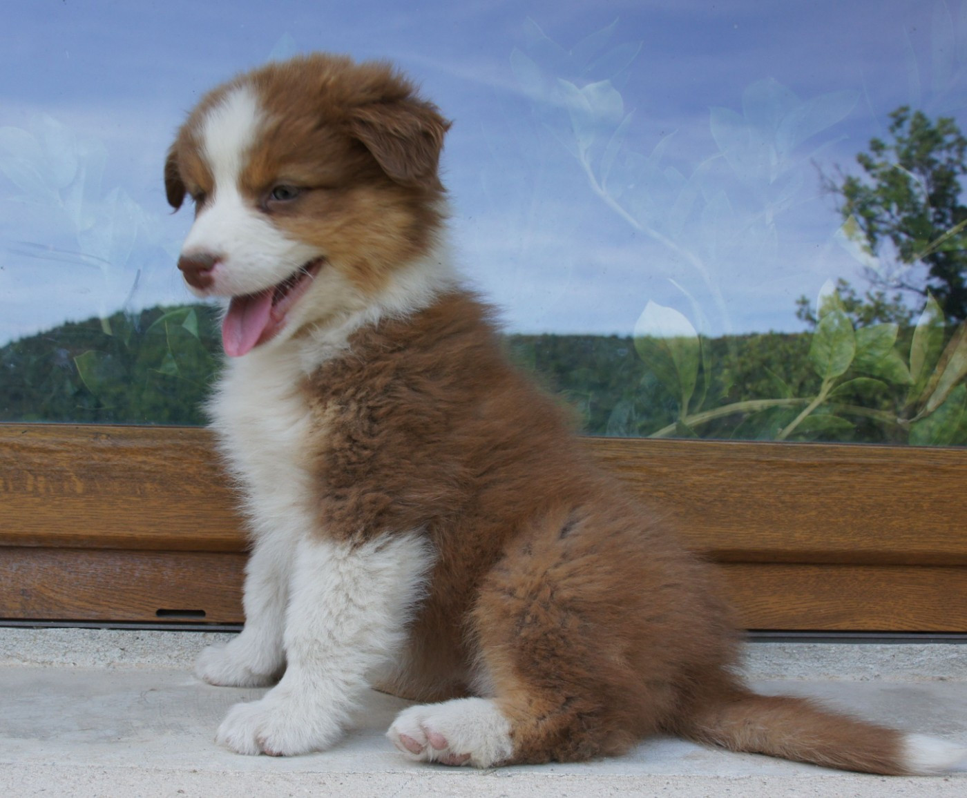 Des Assards De Pierregourde - Chiots disponibles - Berger Australien