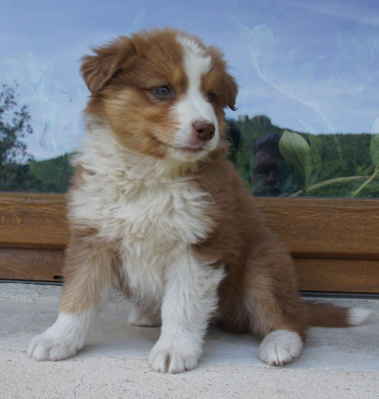 Des Assards De Pierregourde - Chiots disponibles - Berger Australien