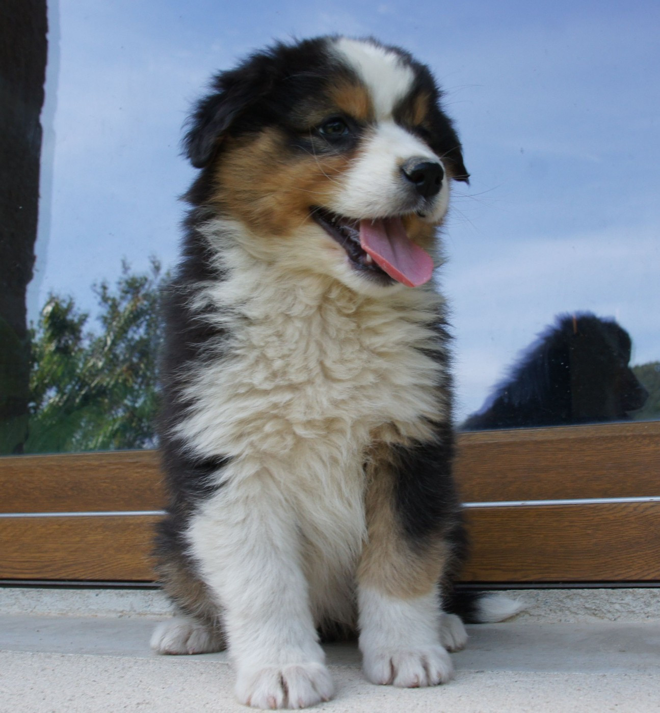 Des Assards De Pierregourde - Chiots disponibles - Berger Australien