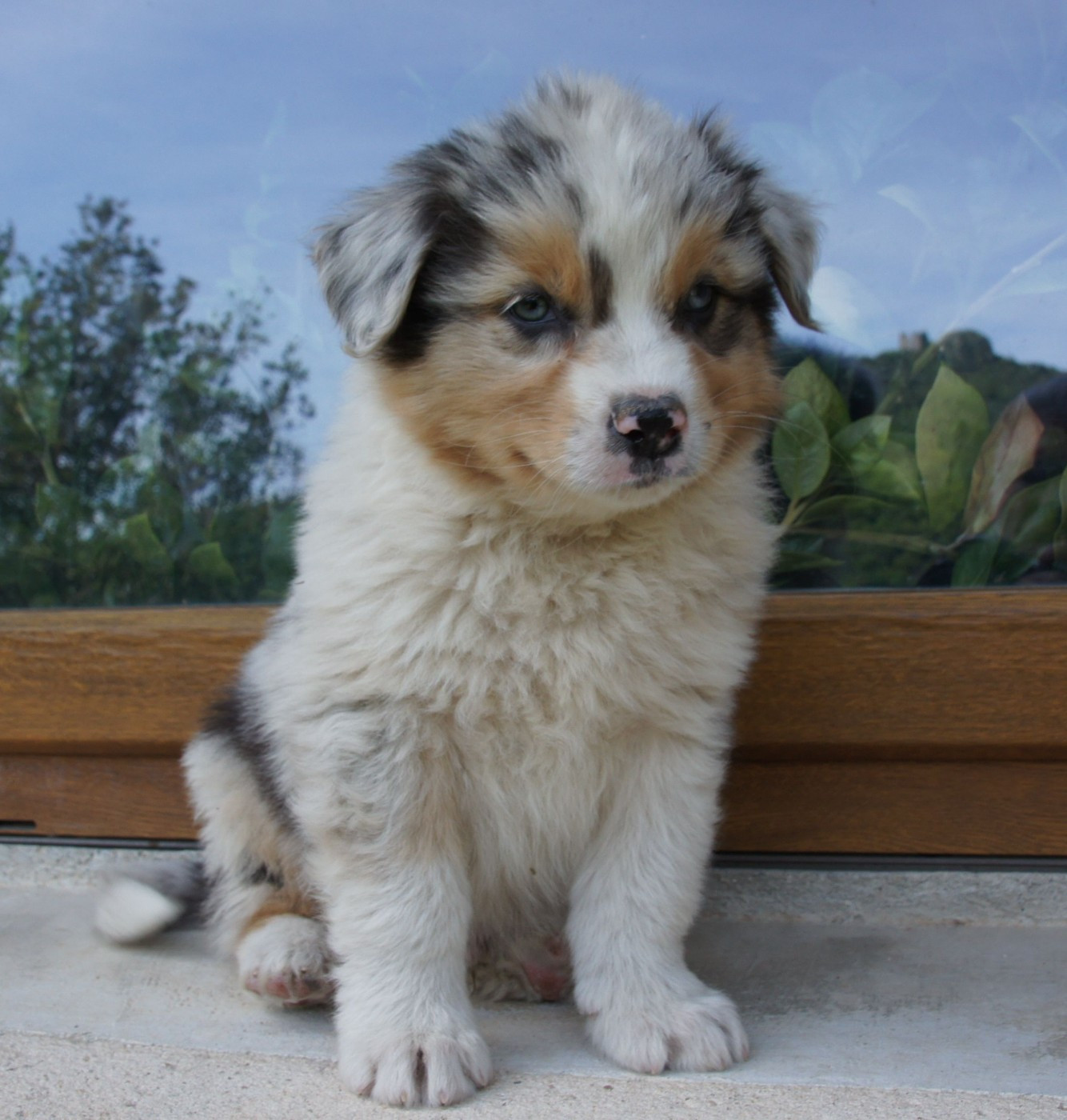 Des Assards De Pierregourde - Chiots disponibles - Berger Australien