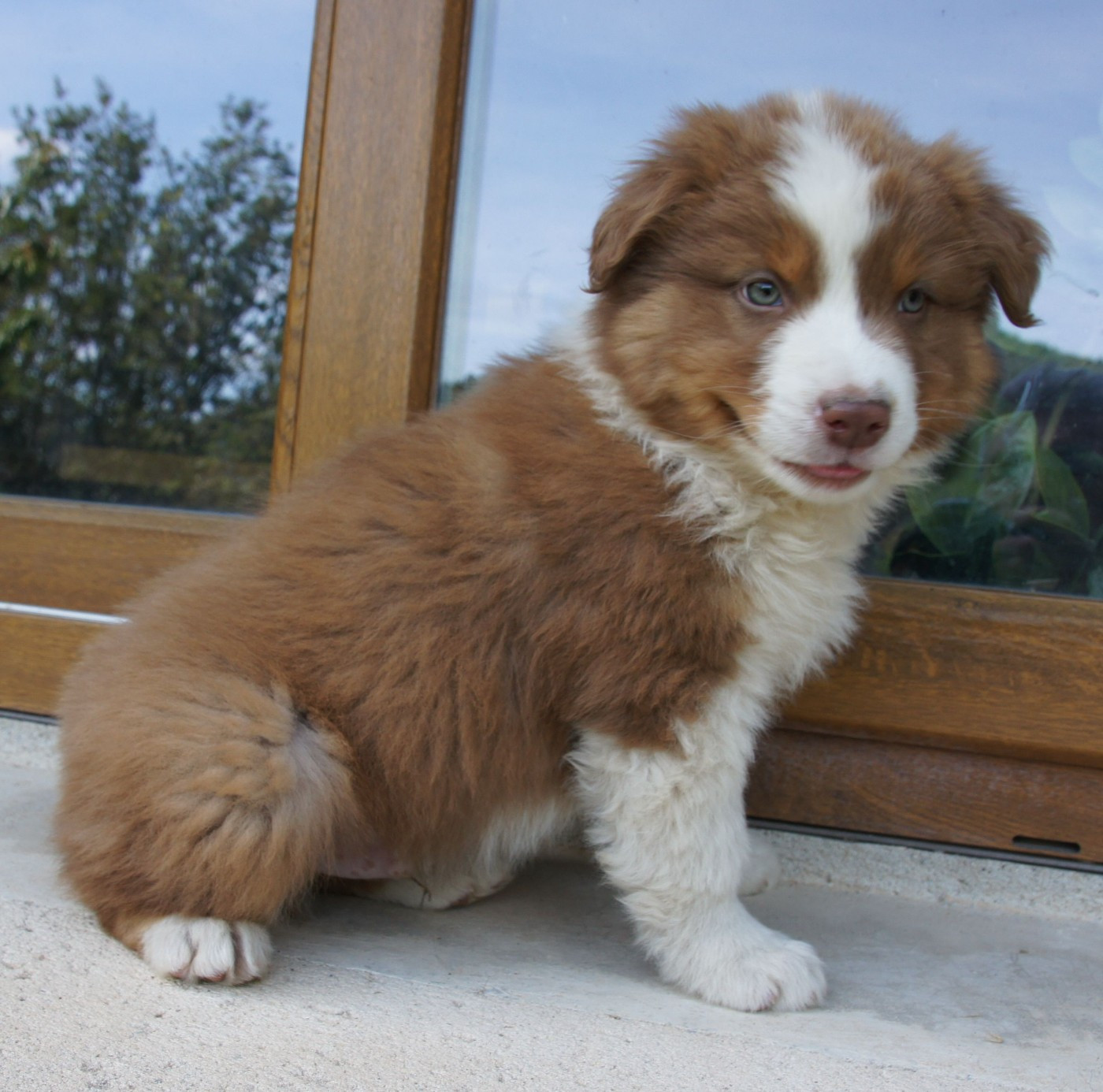 Des Assards De Pierregourde - Chiots disponibles - Berger Australien