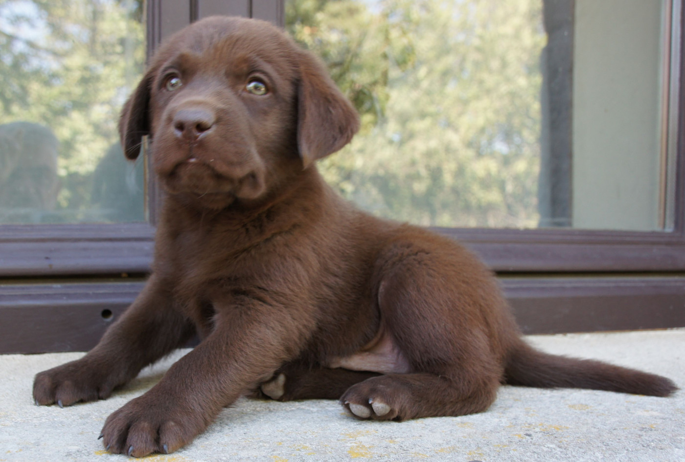 Chiot Labrador Retriever Des Assards De Pierregourde