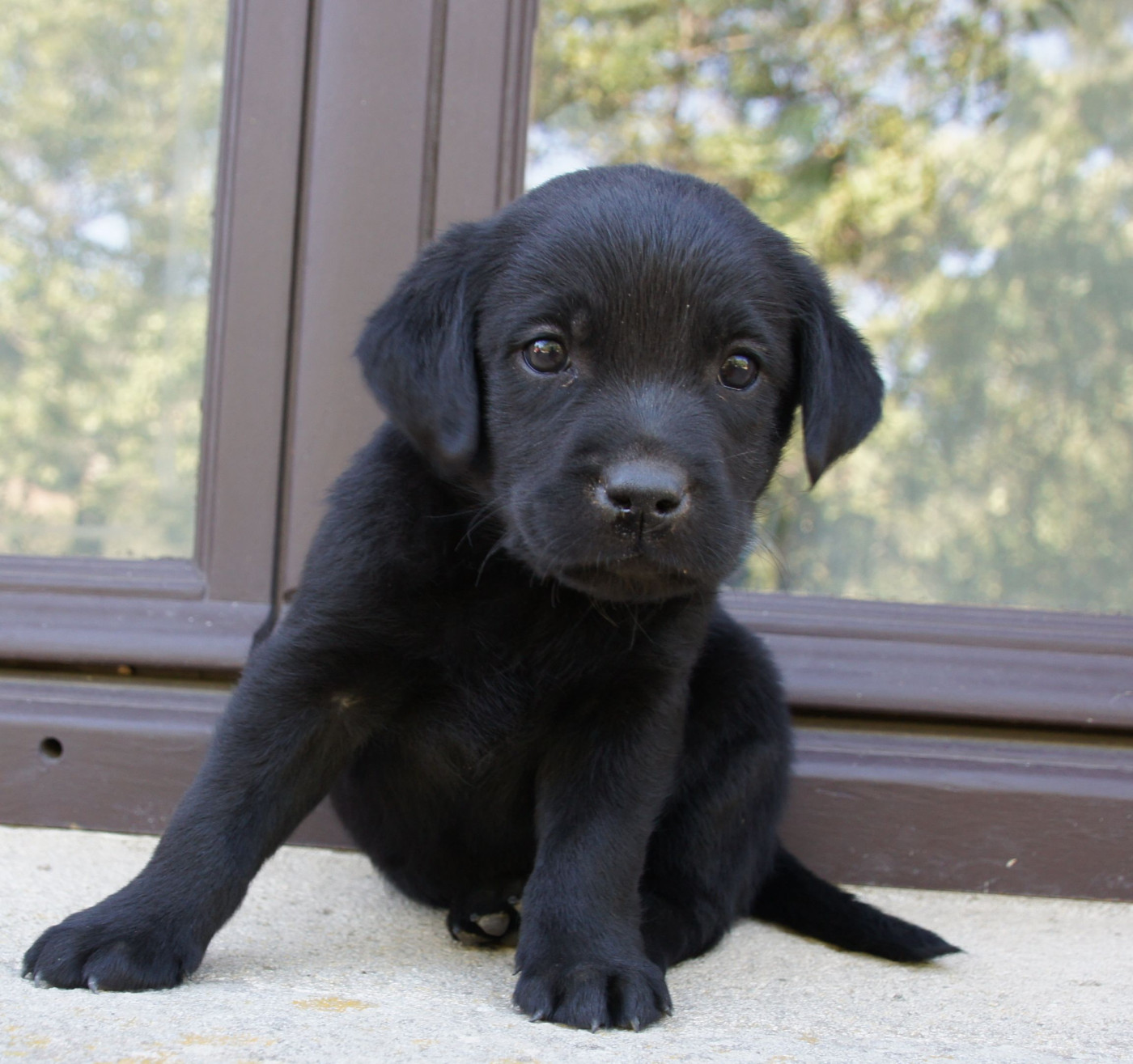 Des Assards De Pierregourde - Chiots disponibles - Labrador Retriever