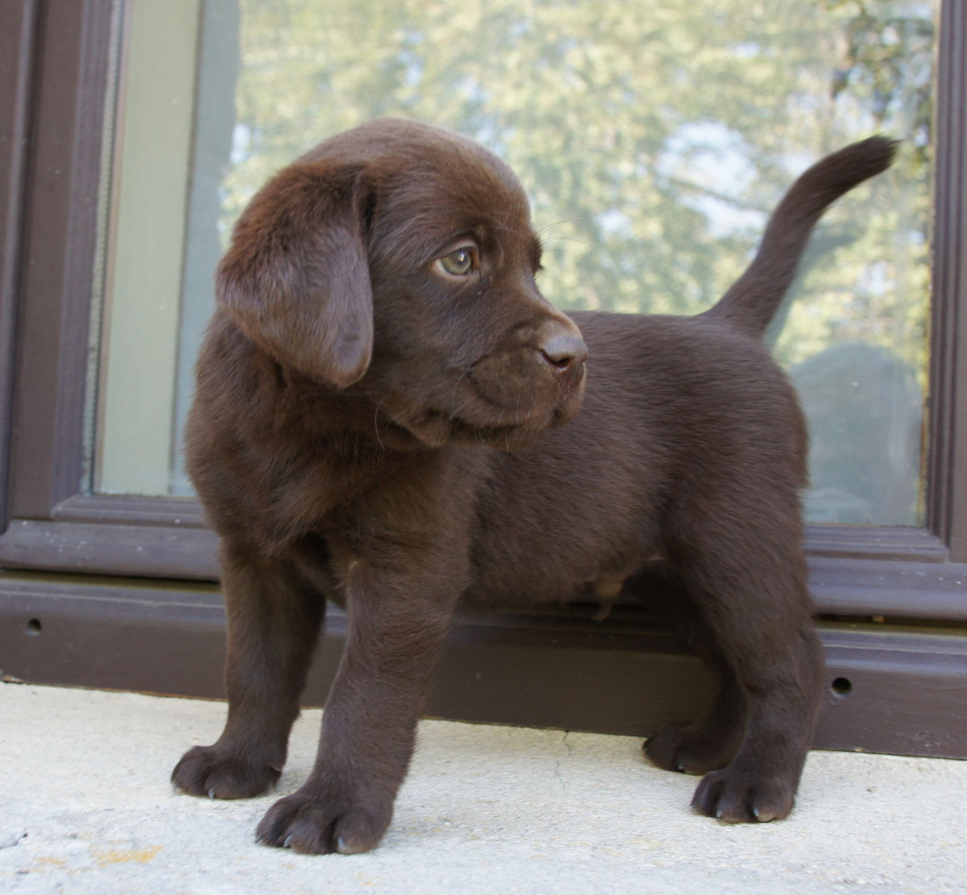 Des Assards De Pierregourde - Chiots disponibles - Labrador Retriever