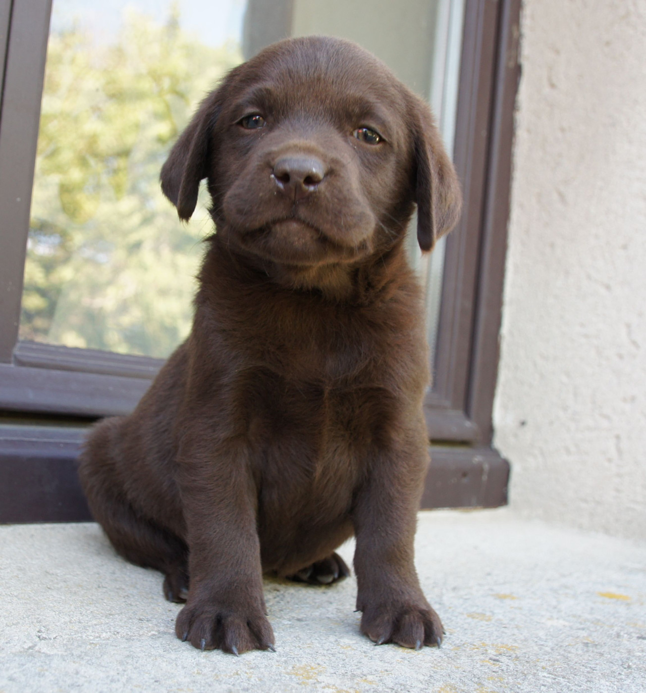 Des Assards De Pierregourde - Chiots disponibles - Labrador Retriever