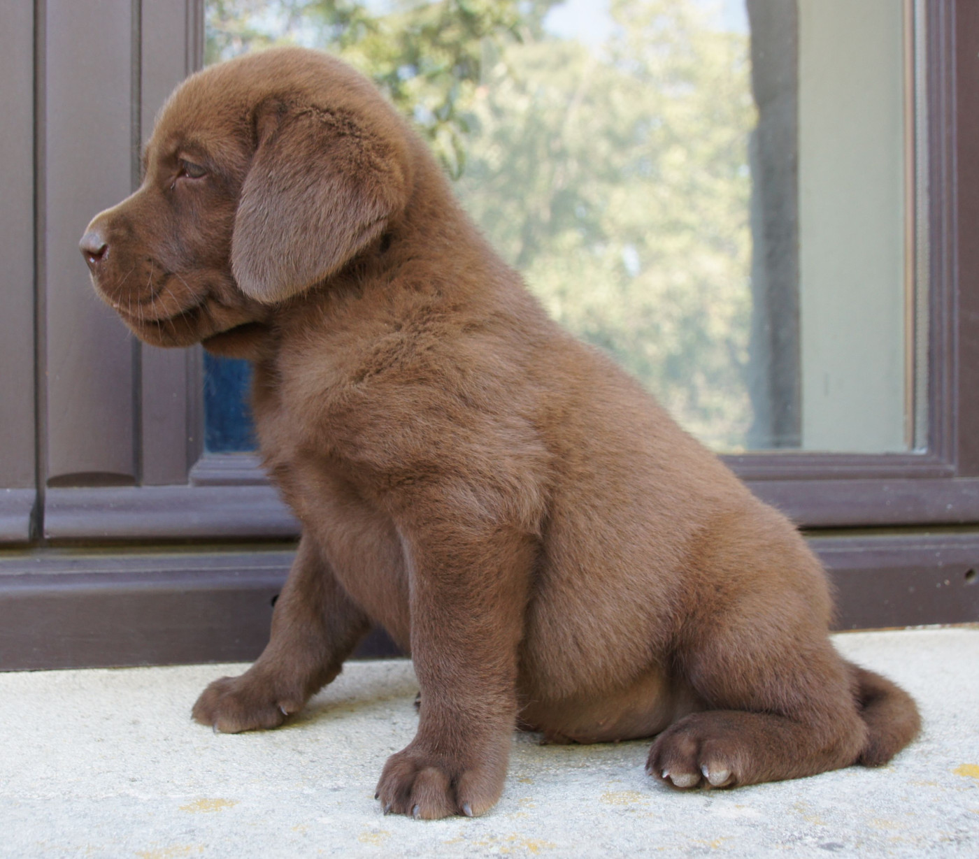 Des Assards De Pierregourde - Chiots disponibles - Labrador Retriever