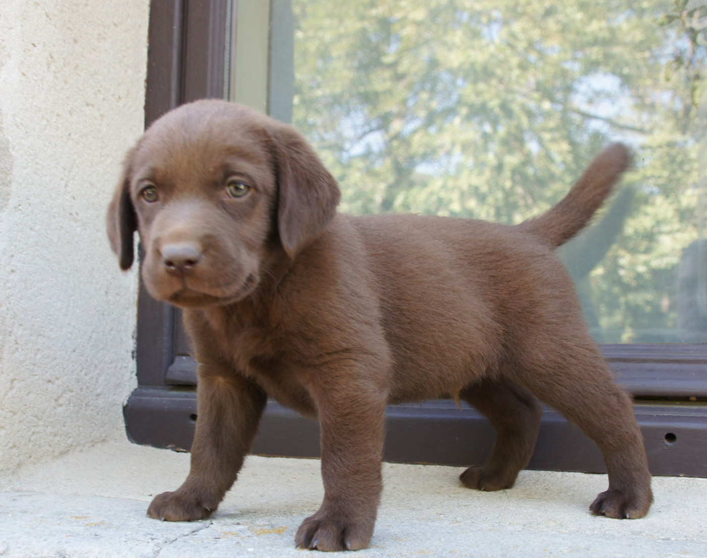 Des Assards De Pierregourde - Chiots disponibles - Labrador Retriever