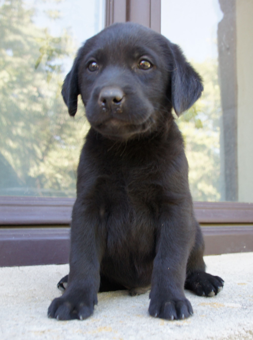 Des Assards De Pierregourde - Chiots disponibles - Labrador Retriever