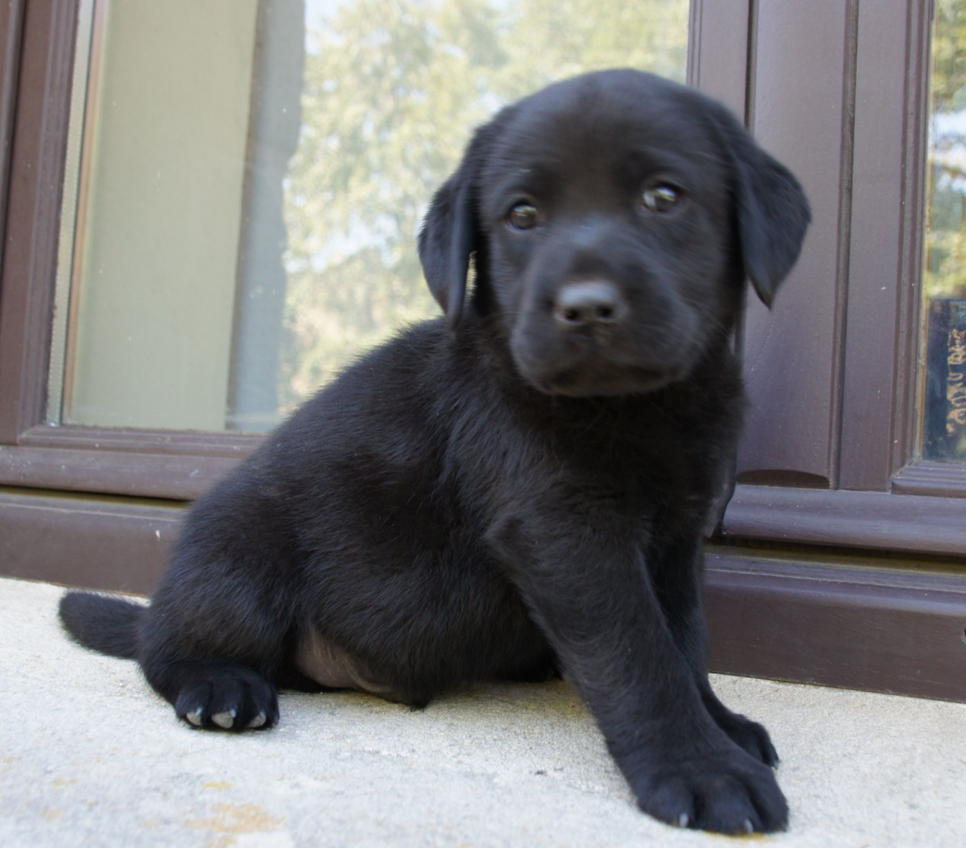 Des Assards De Pierregourde - Chiots disponibles - Labrador Retriever