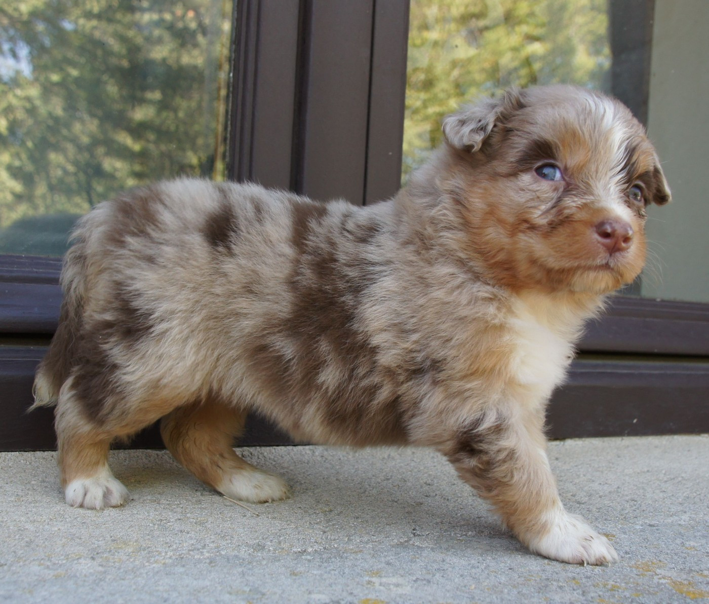 Des Assards De Pierregourde - Chiots disponibles - Berger Australien