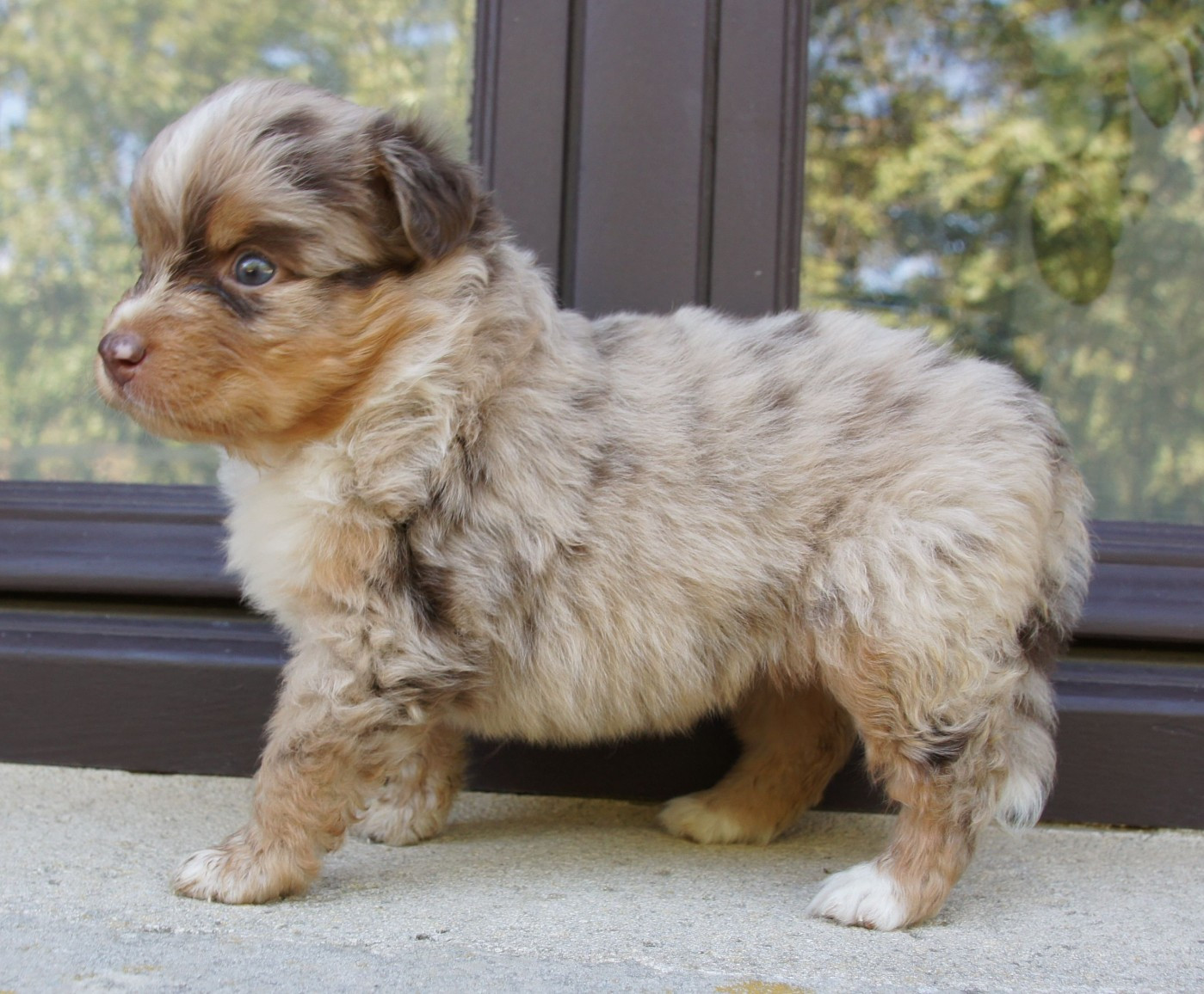 Des Assards De Pierregourde - Chiots disponibles - Berger Australien