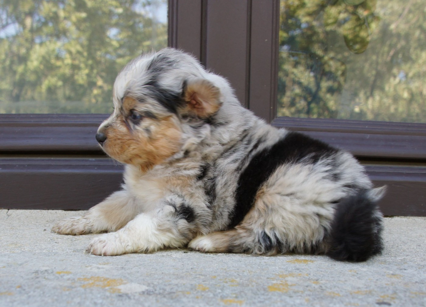 Des Assards De Pierregourde - Chiots disponibles - Berger Australien