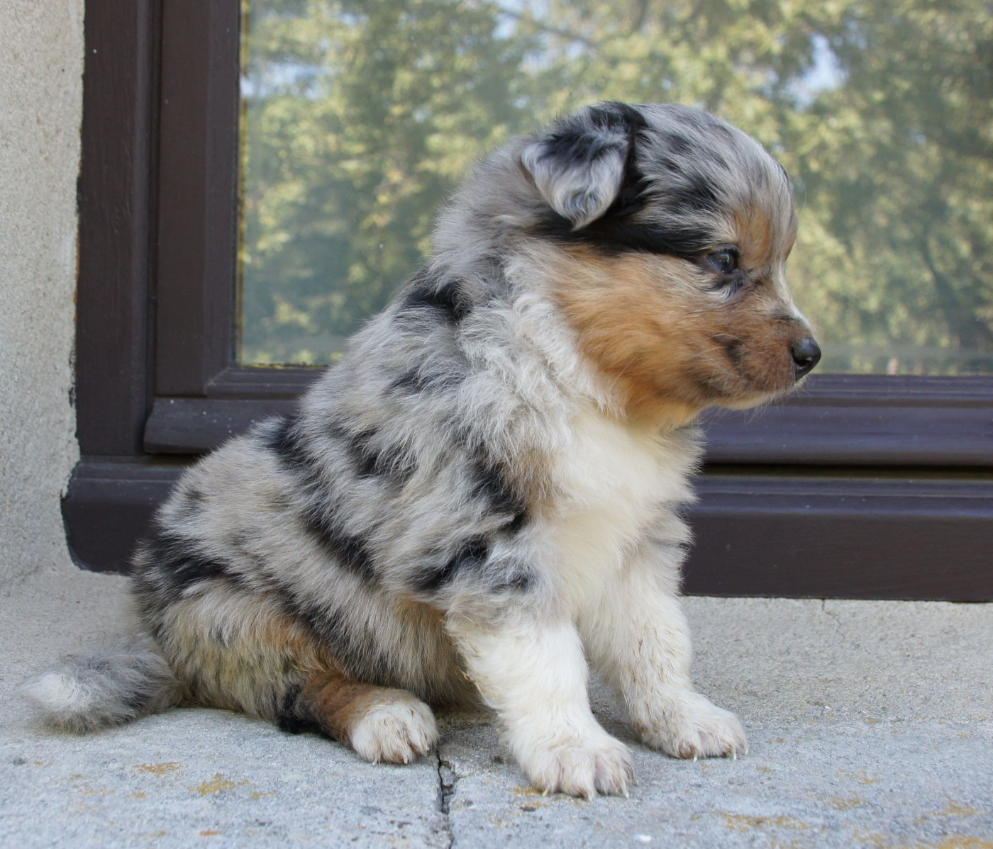 Des Assards De Pierregourde - Chiots disponibles - Berger Australien