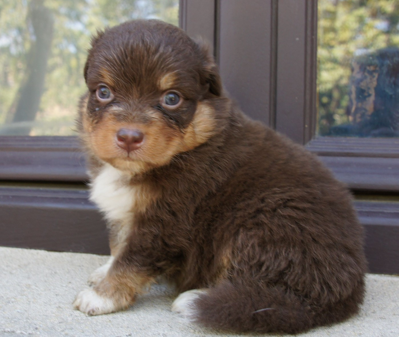 Des Assards De Pierregourde - Chiots disponibles - Berger Australien