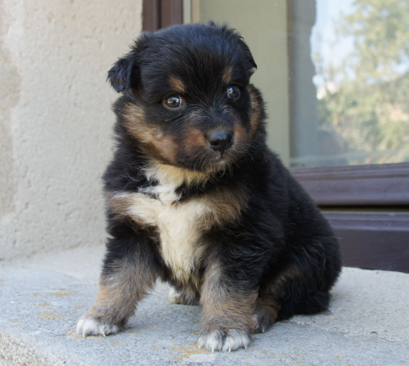 Des Assards De Pierregourde - Chiots disponibles - Berger Australien