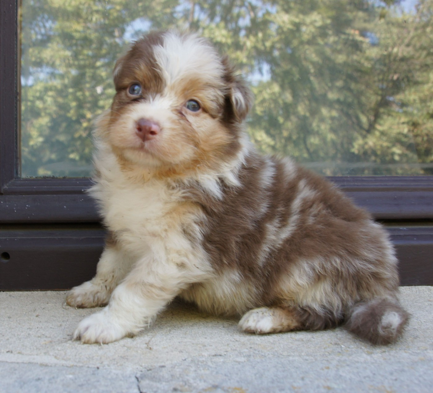 Des Assards De Pierregourde - Chiots disponibles - Berger Australien