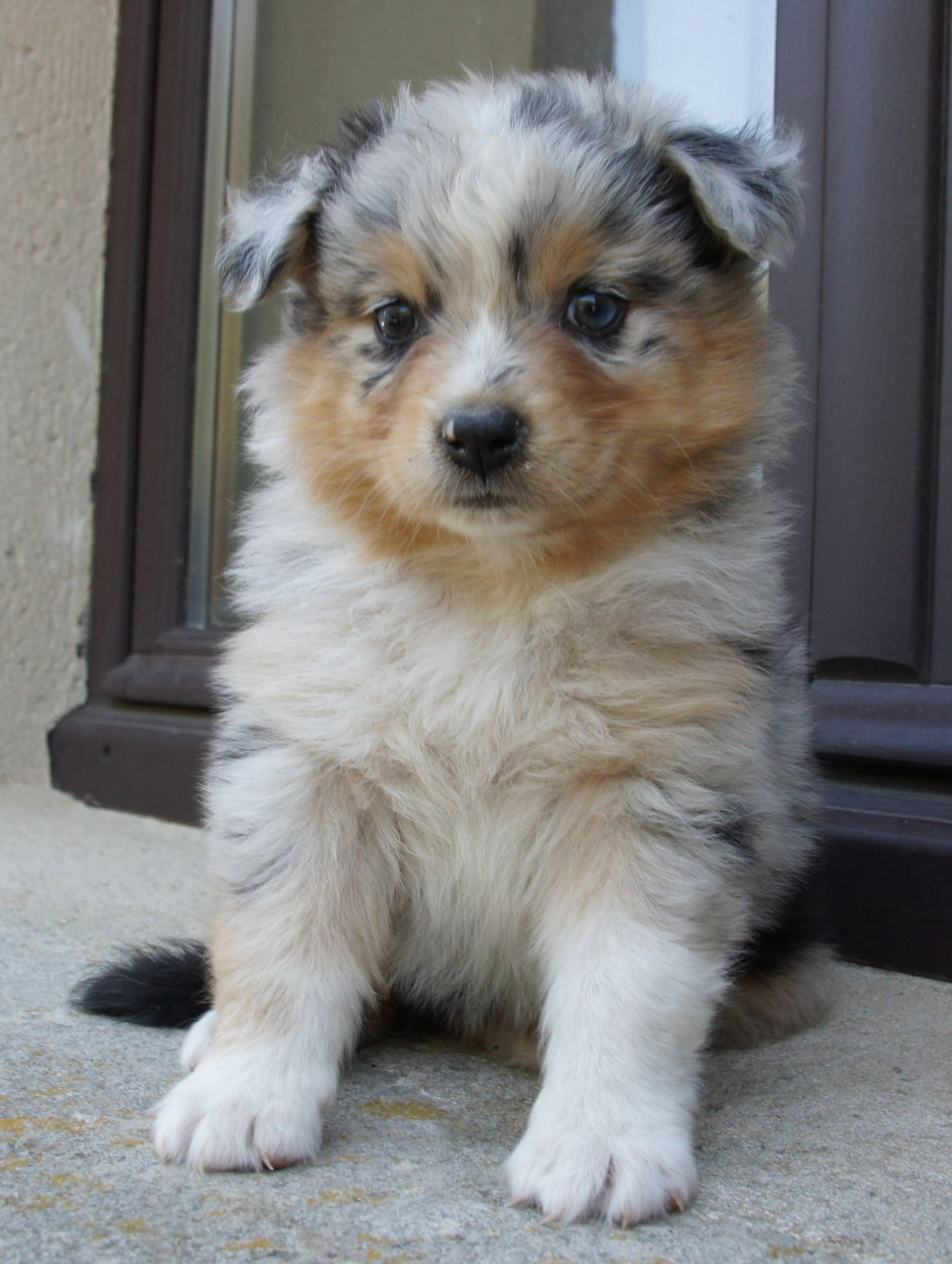 Des Assards De Pierregourde - Chiots disponibles - Berger Australien