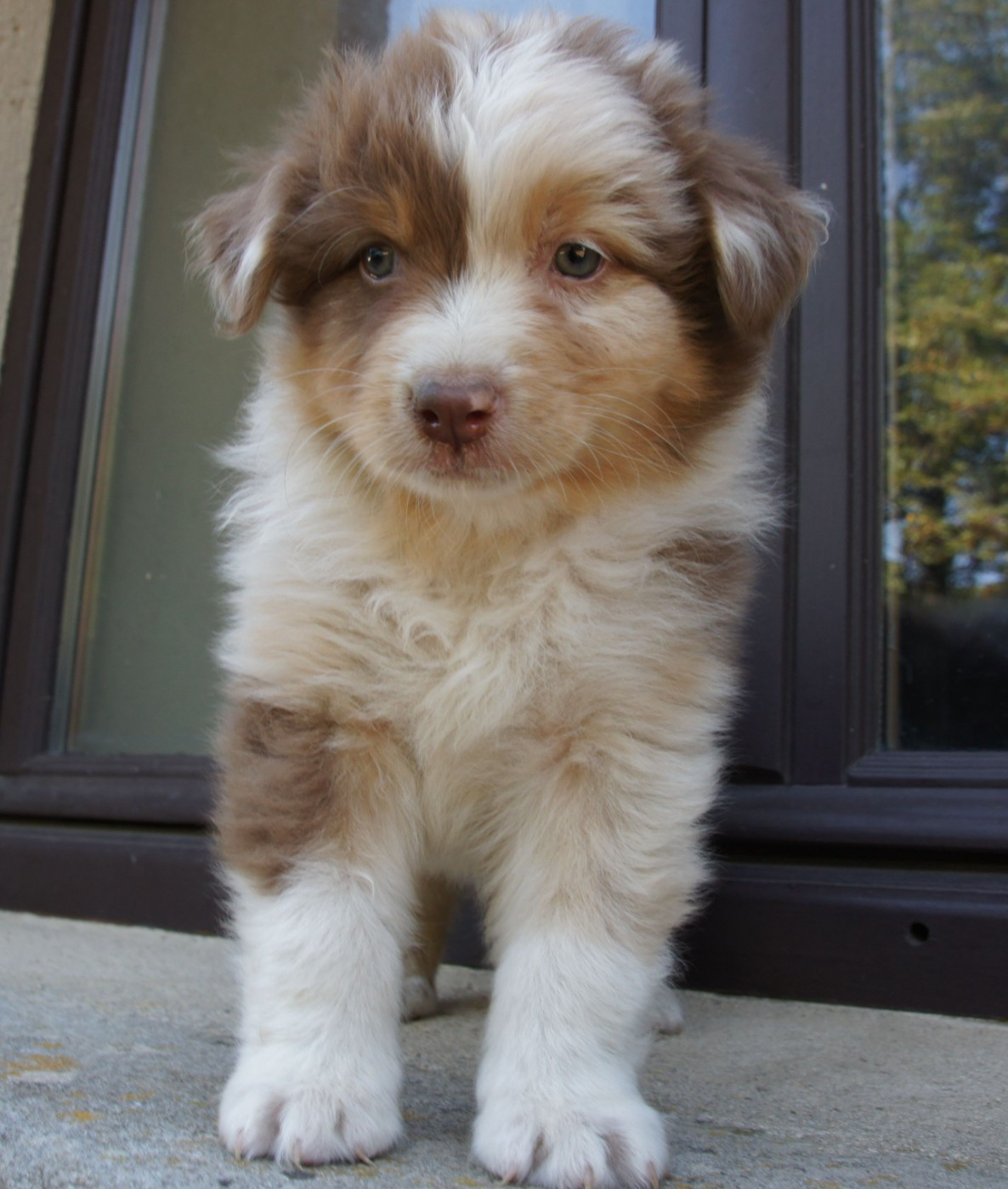 Des Assards De Pierregourde - Chiots disponibles - Berger Australien