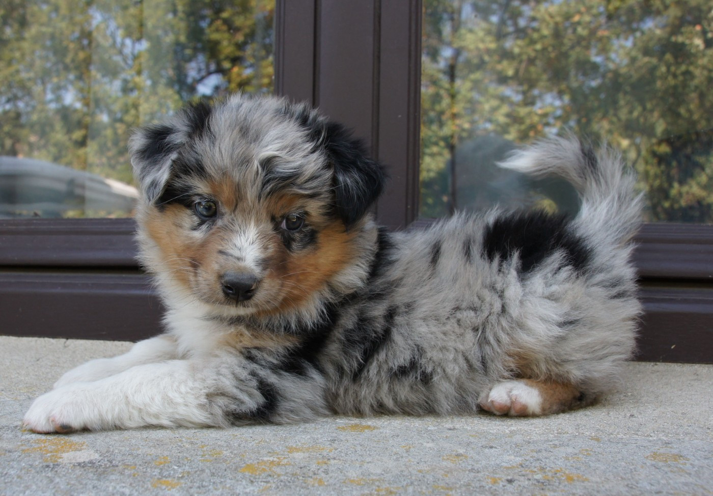 Chiot Berger Australien Des Assards De Pierregourde