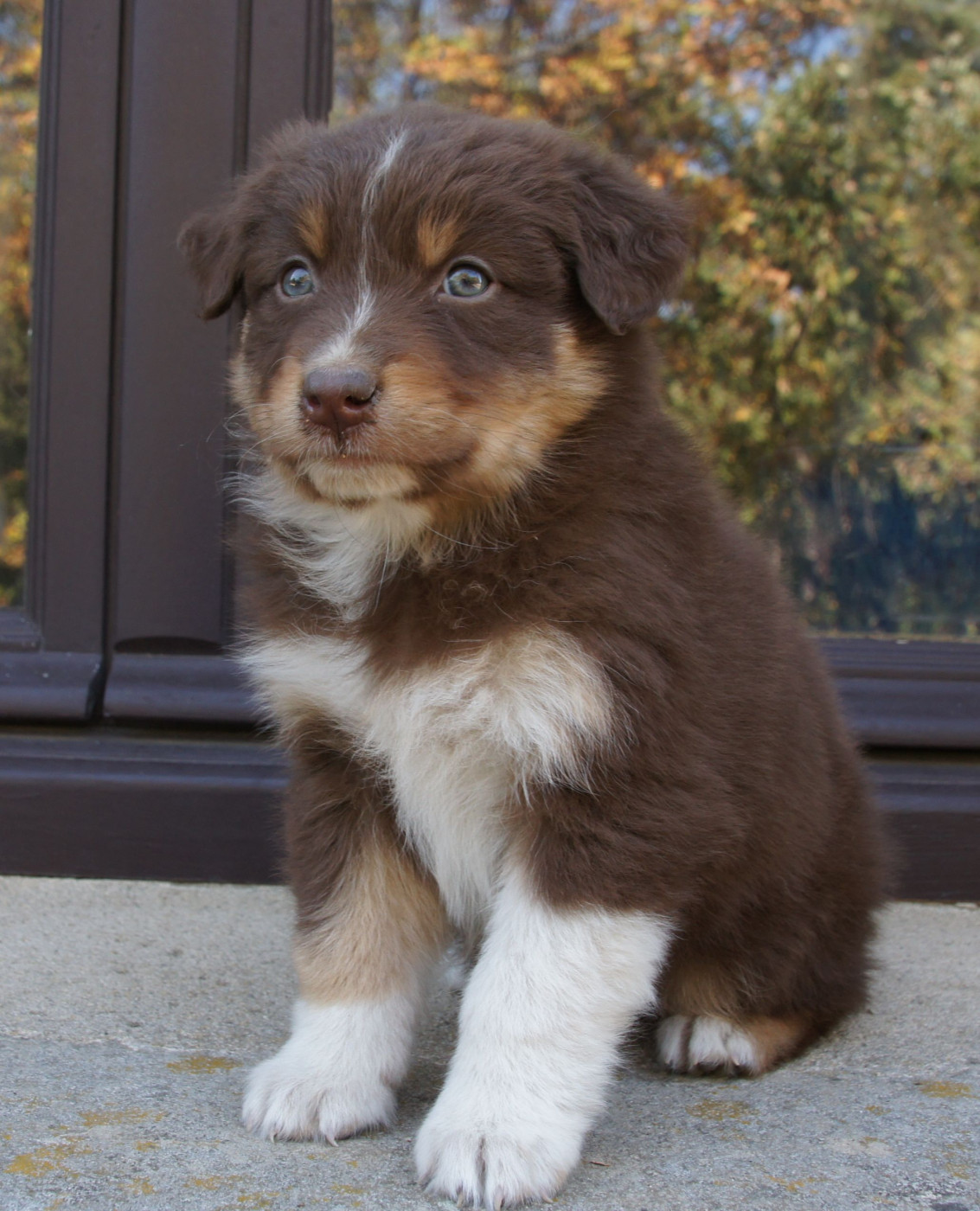 Des Assards De Pierregourde - Chiots disponibles - Berger Australien