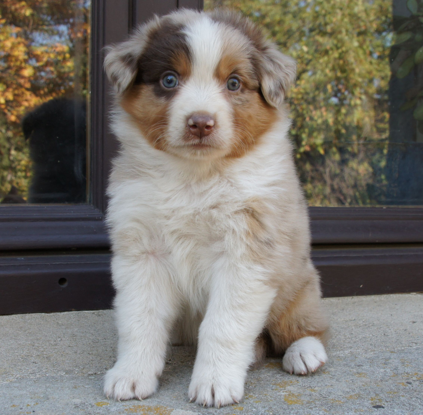 Des Assards De Pierregourde - Chiots disponibles - Berger Australien