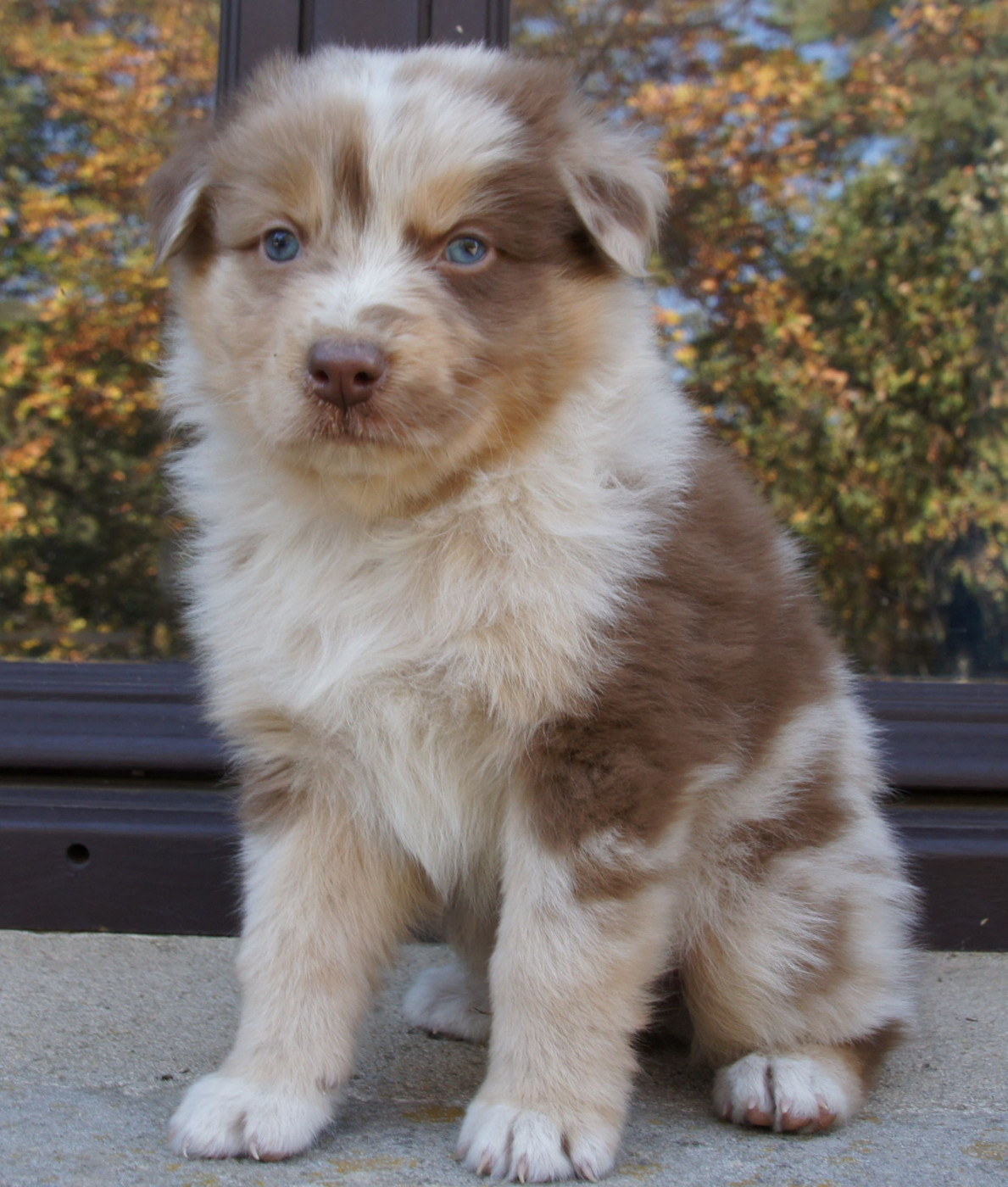 Des Assards De Pierregourde - Chiots disponibles - Berger Australien