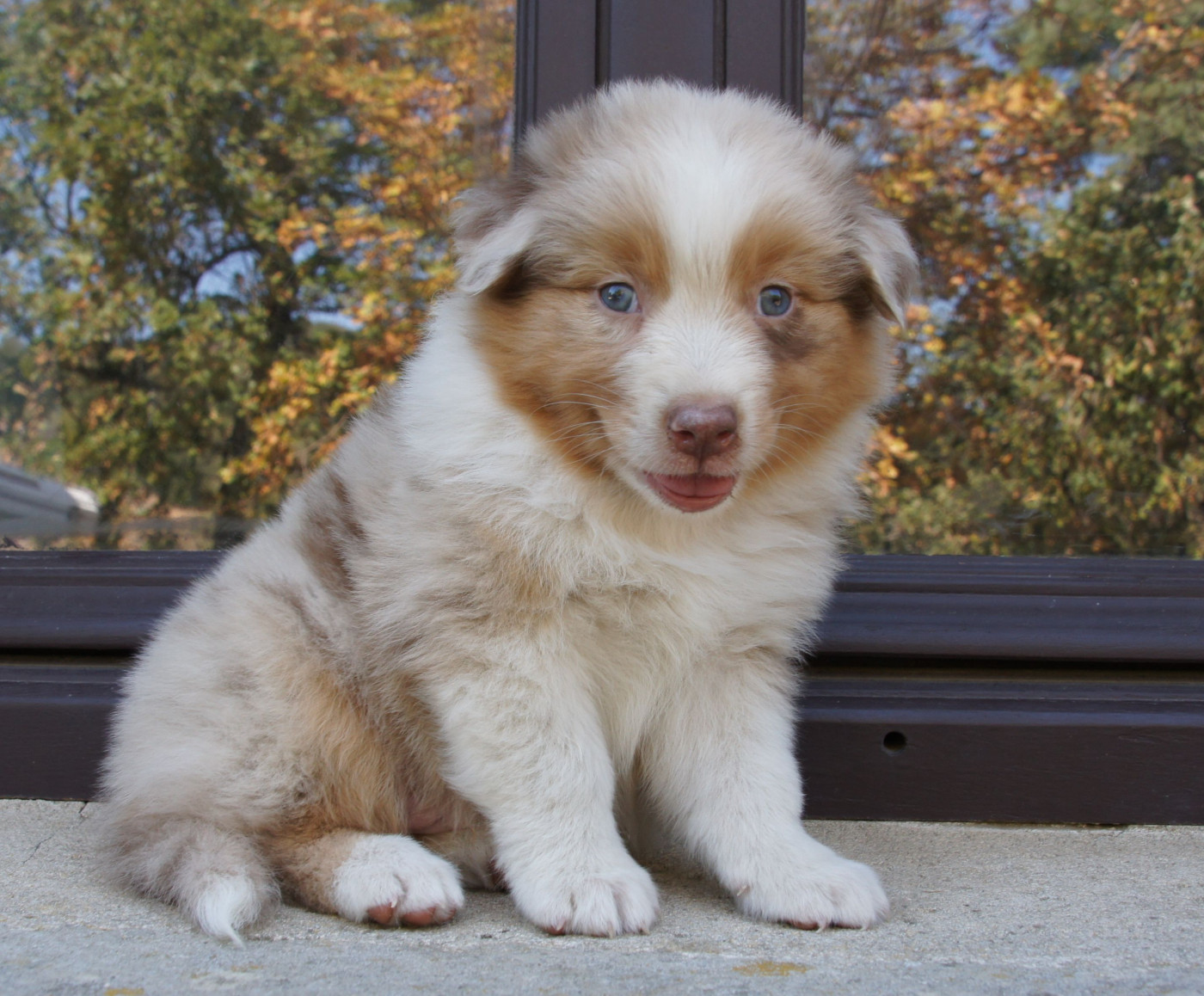 Des Assards De Pierregourde - Chiots disponibles - Berger Australien
