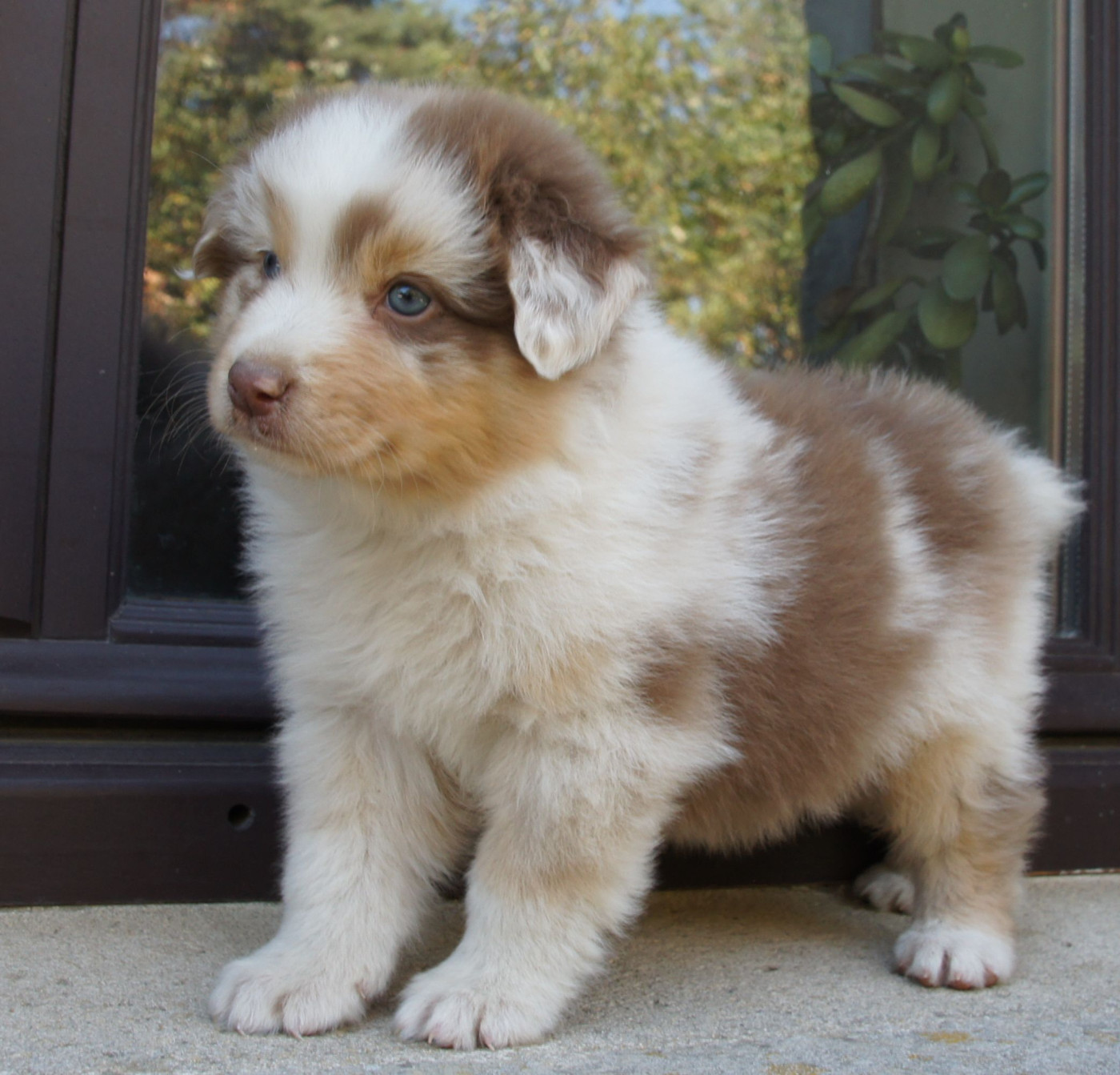 Des Assards De Pierregourde - Chiots disponibles - Berger Australien