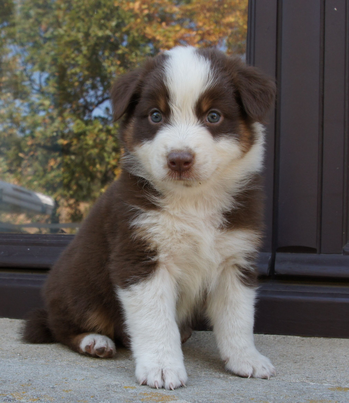 Des Assards De Pierregourde - Chiots disponibles - Berger Australien